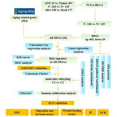 A novel signature of aging-related genes associated with lymphatic metastasis for survival prediction in patients with bladder cancer